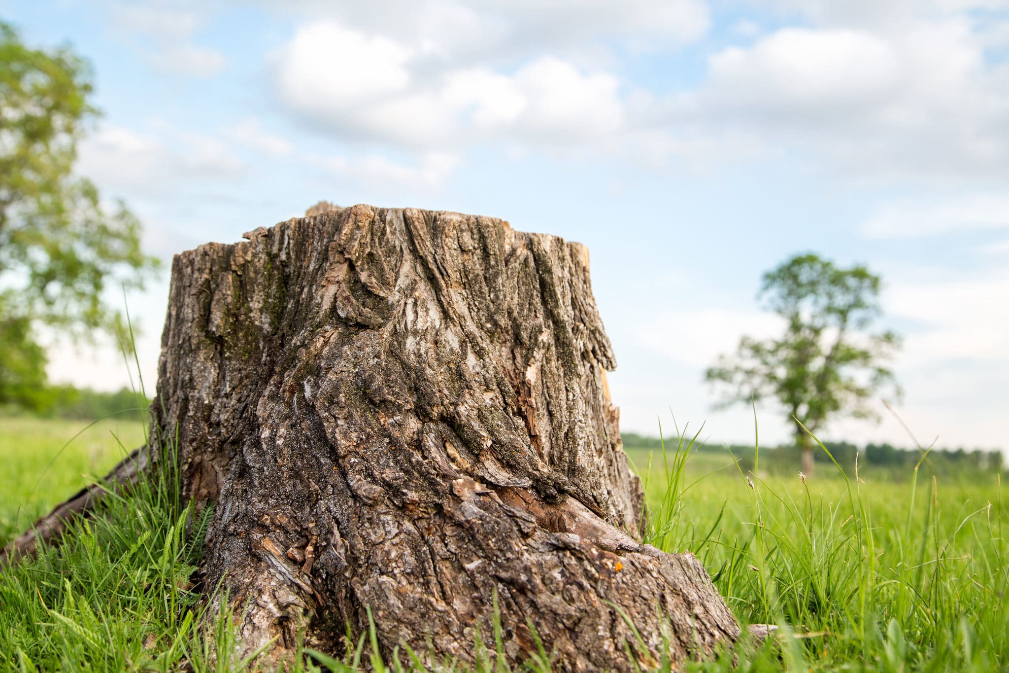 Edmonton Tree Service