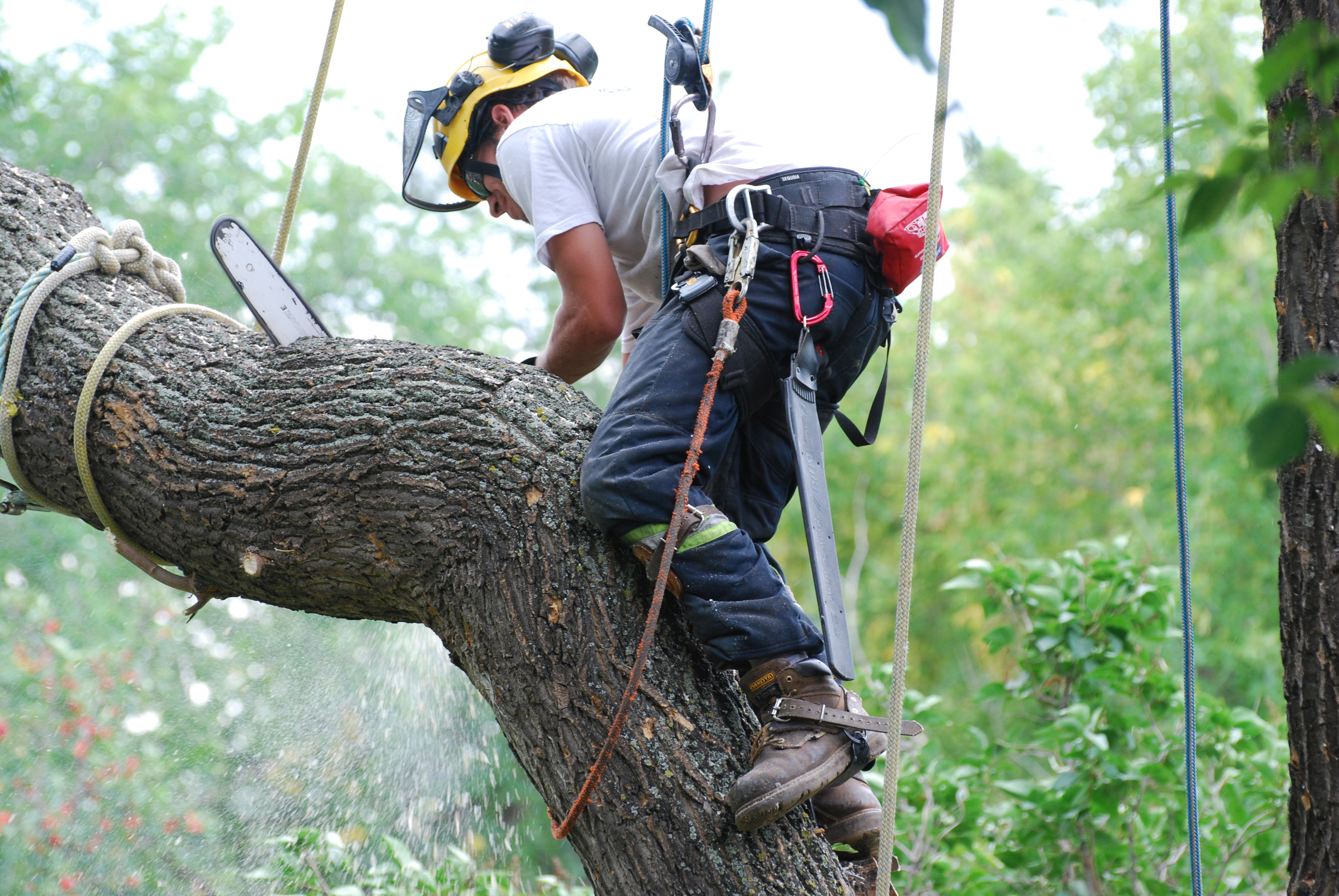 Arborist Edmonton