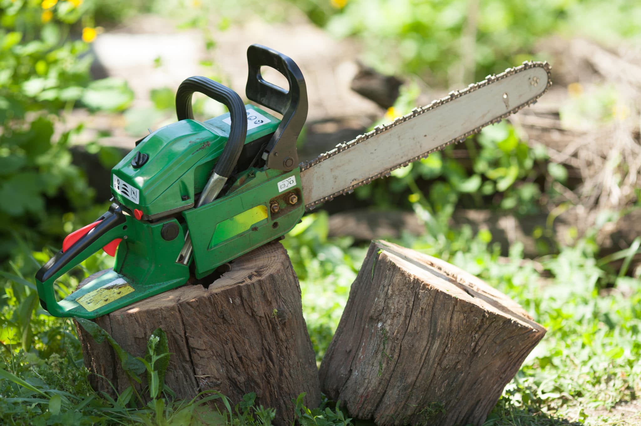 Removing & Pruning Elm Trees