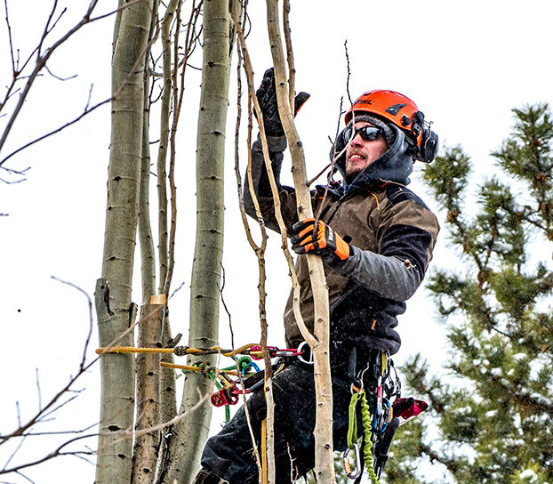 Tree Climbing Edmonton