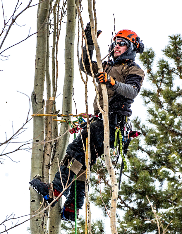 Tree Climbing Edmonton