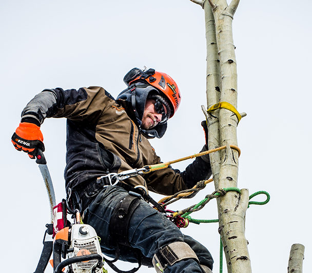 Tree Service Edmonton
