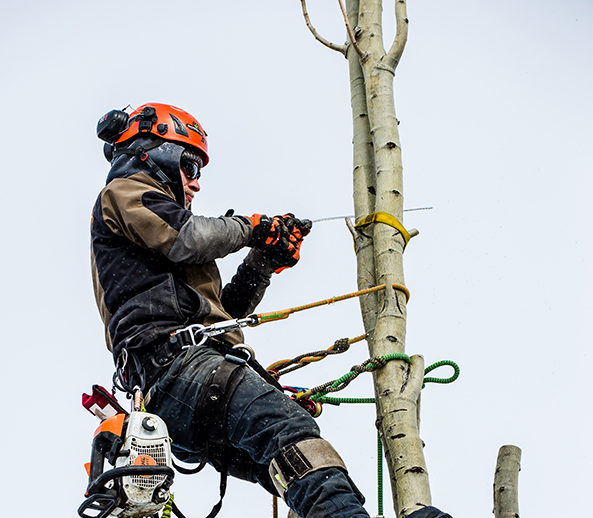 Edmonton arborist