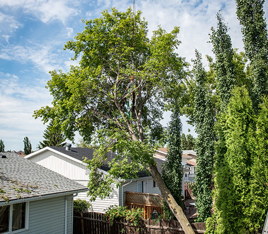 Crane Tree Removal