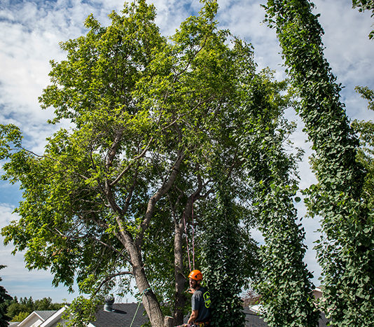 Crane Tree Removal