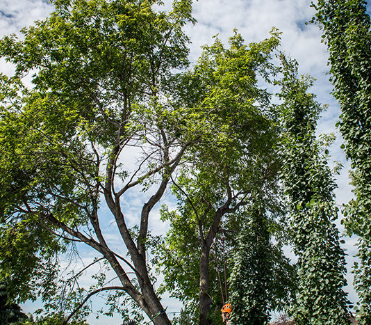 Crane Tree Removal