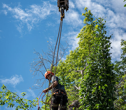 Crane Tree Removal