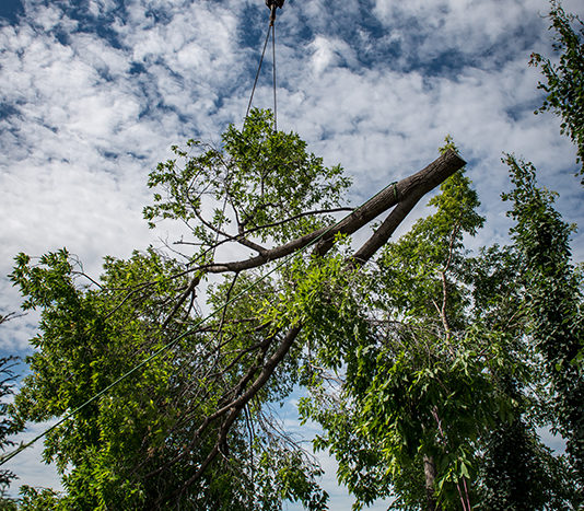 Crane Tree Removal