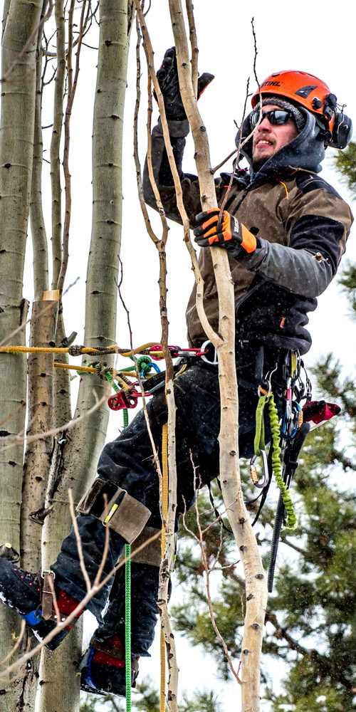 Edmonton Arborist