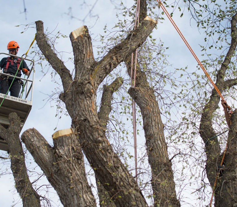 Elm Tree Removal