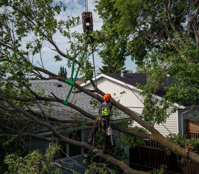 Edmonton arborist